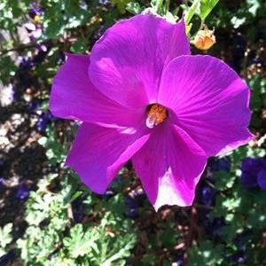 Meet your Posher, Connie